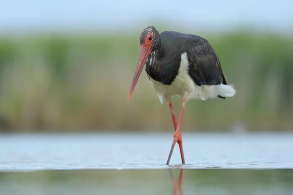 Oiseau Cigogne Capturé Dans Nature Sauvage — Photo