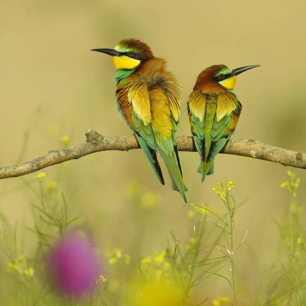 Vahşi Doğada Avrupalı Arı Yiyiciler — Stok fotoğraf