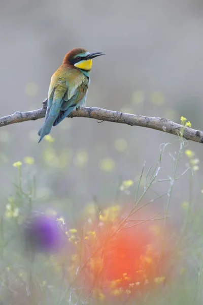 Abelha Comedores Europeus Natureza Selvagem — Fotografia de Stock