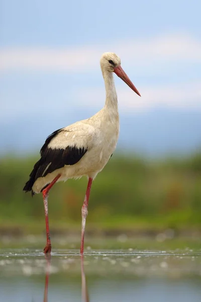 Polowanie Bociany Białe Ciconia Ciconia Park Narodowy Kiskunsag Węgry Europa — Zdjęcie stockowe