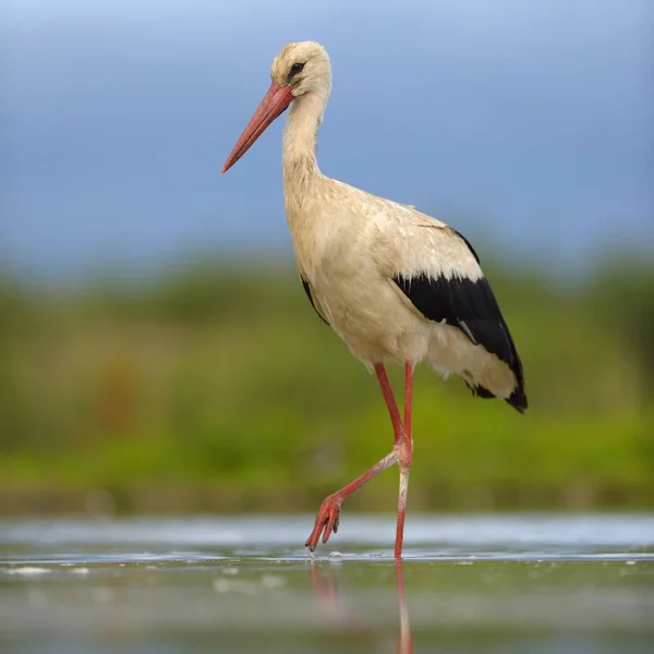 White Stork Ciconia Ciconia Search Kiskunsag National Park Hungary Europe — 스톡 사진