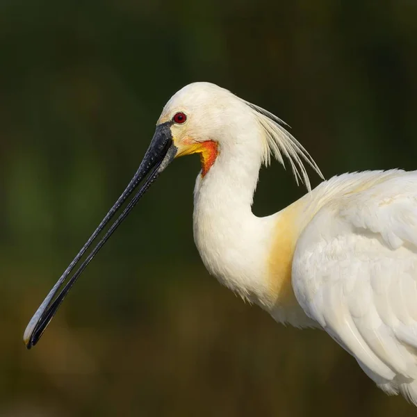 Euroasian Spoonbill Common Spoonbill Por Naturaleza Salvaje — Foto de Stock