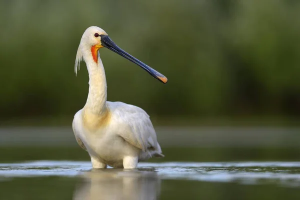 Eurasian Spoonbill Nebo Common Spoonbill Divoké Přírodě — Stock fotografie