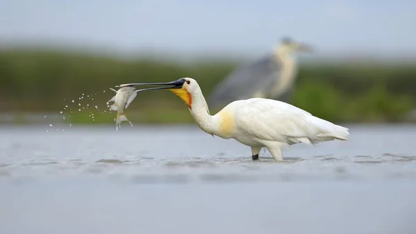 Eurasischer Löffler Oder Gemeiner Löffler Freier Natur — Stockfoto