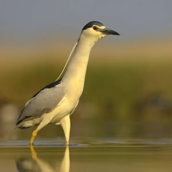 Landschap Van Prachtige Reiger Vogel Natuurlijke Habitat — Stockfoto