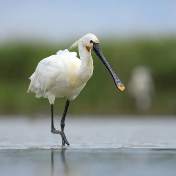 Cucchiaio Eurasiatico Cucchiaio Comune Natura Selvaggia — Foto Stock