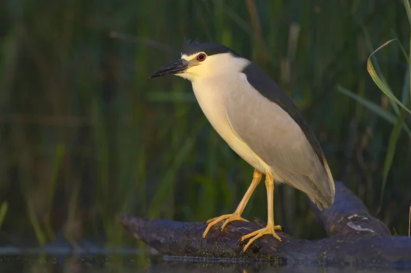 Landschap Van Prachtige Reiger Vogel Natuurlijke Habitat — Stockfoto