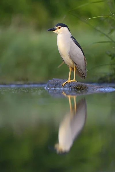 Landschap Van Prachtige Reiger Vogel Natuurlijke Habitat — Stockfoto