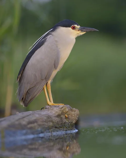 Doğal Ortamdaki Güzel Balıkçıl Kuşunun Manzarası — Stok fotoğraf