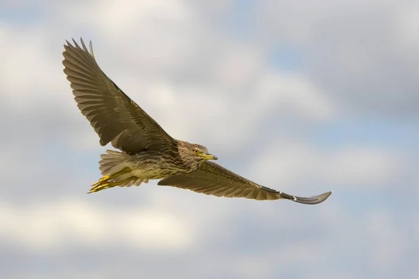 Pemandangan Indah Burung Heron Habitat Alami — Stok Foto