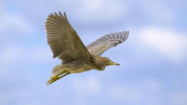 Landschap Van Prachtige Reiger Vogel Natuurlijke Habitat — Stockfoto