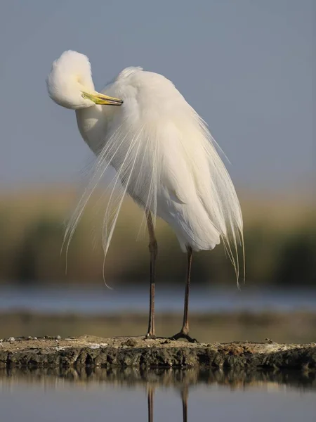 Velký Egret Pták Chycený Přírodě — Stock fotografie