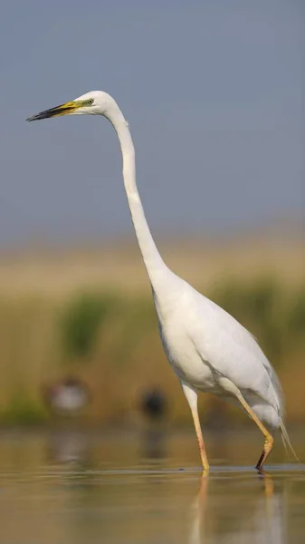 Stor Egret Fågel Fångas Naturen — Stockfoto