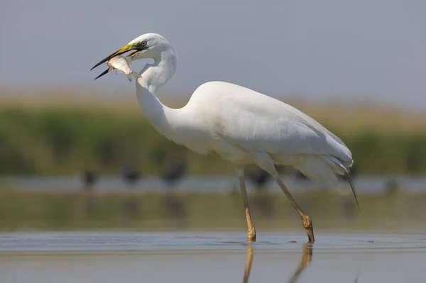 Great Egret Bird Captured Nature — Stock Photo, Image