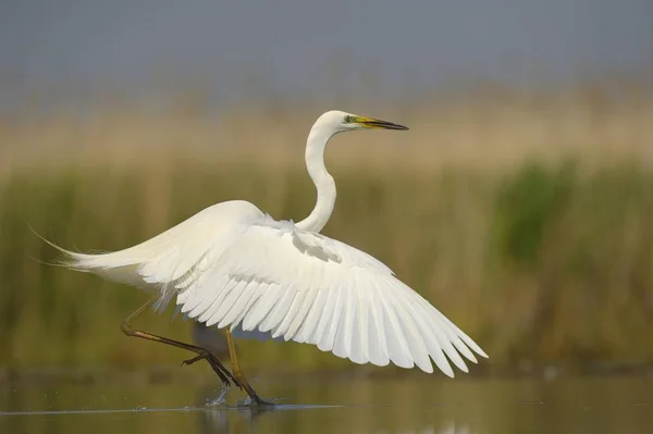 Stor Egret Fågel Fångas Naturen — Stockfoto