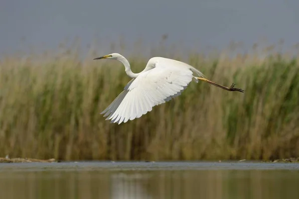 Grande Pássaro Egret Capturado Natureza — Fotografia de Stock