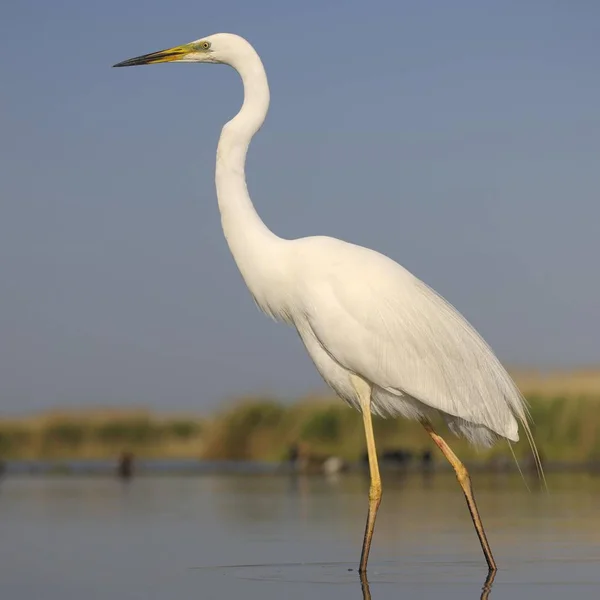 Stor Egret Fågel Fångas Naturen — Stockfoto