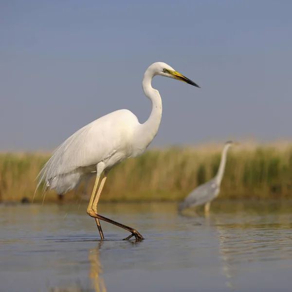 Grande Uccello Egret Catturato Natura — Foto Stock