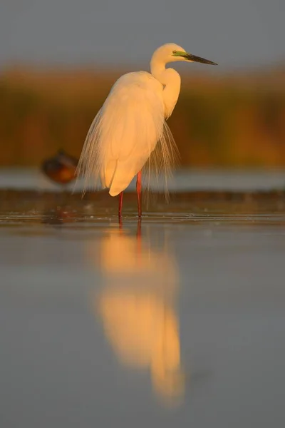 Gran Ave Egret Capturada Naturaleza — Foto de Stock