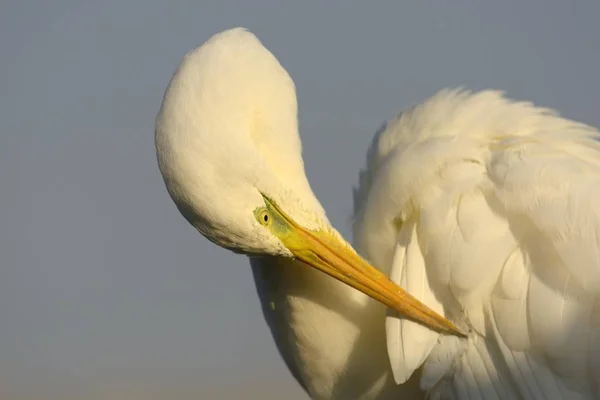 Burung Egret Besar Ditangkap Alam — Stok Foto