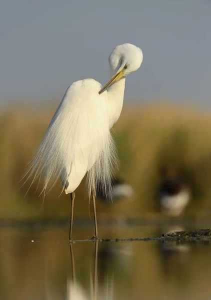 Grand Aigrette Capturé Nature — Photo