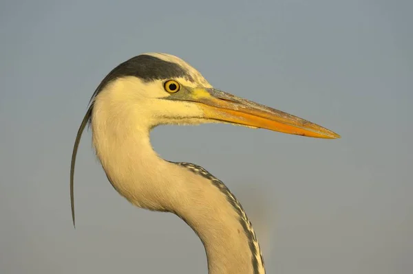 Landschap Van Prachtige Reiger Vogel Natuurlijke Habitat — Stockfoto