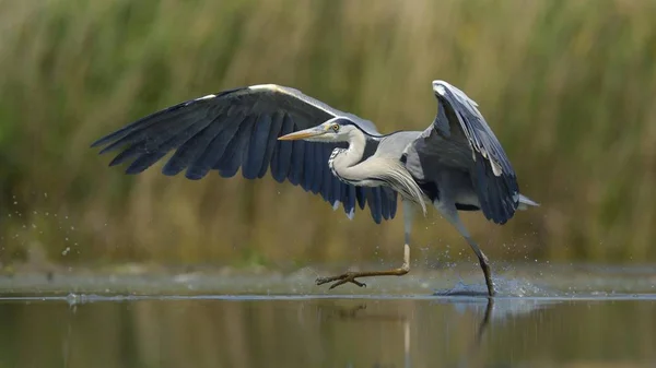 Landschap Van Prachtige Reiger Vogel Natuurlijke Habitat — Stockfoto