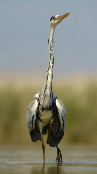 Malebný Krásný Volavka Pták Přírodním Stanovišti — Stock fotografie