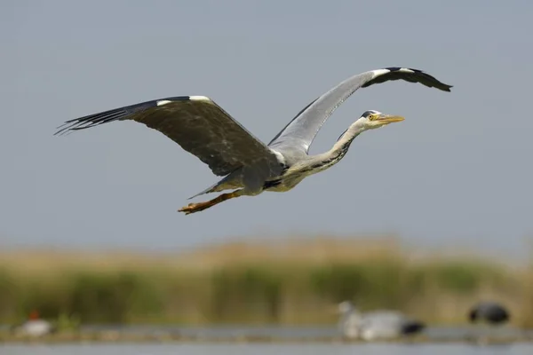 Scénographie Bel Oiseau Héron Dans Habitat Naturel — Photo