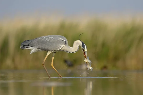 Landschap Van Prachtige Reiger Vogel Natuurlijke Habitat — Stockfoto