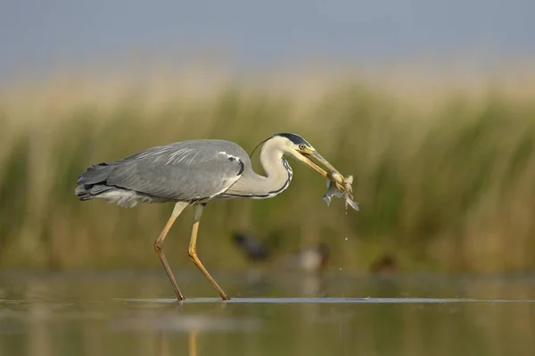 Landschap Van Prachtige Reiger Vogel Natuurlijke Habitat — Stockfoto