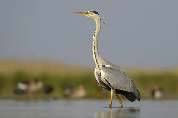 Landschap Van Prachtige Reiger Vogel Natuurlijke Habitat — Stockfoto