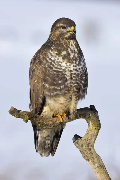 Maestoso Uccello Poiana Habitat Naturale — Foto Stock