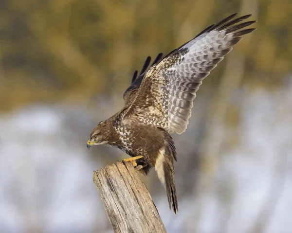 Maestoso Uccello Poiana Habitat Naturale — Foto Stock