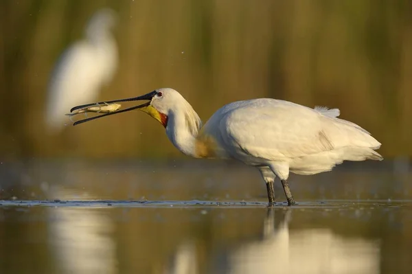 Eurasischer Löffler Oder Gemeiner Löffler Freier Natur — Stockfoto