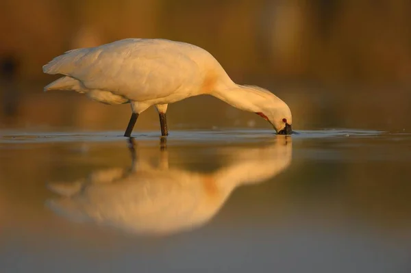 Euroasian Spoonbill Common Spoonbill Por Naturaleza Salvaje —  Fotos de Stock