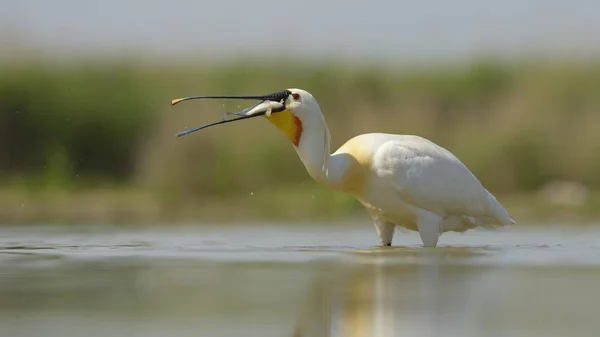 Euroasian Spoonbill Common Spoonbill Por Naturaleza Salvaje — Foto de Stock