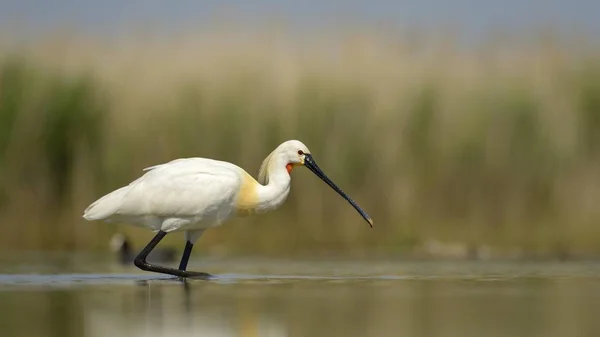 Eurasiatisk Spoonbill Eller Vanlig Spoonbill Vild Natur — Stockfoto