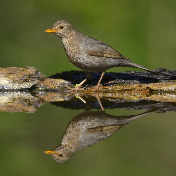 野生水域中的黑鸟 特写镜头 — 图库照片