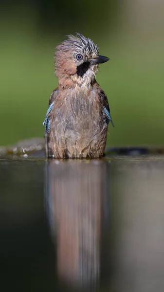 Jay Euroasiático Sobre Agua Naturaleza Salvaje Vista Cierre — Foto de Stock