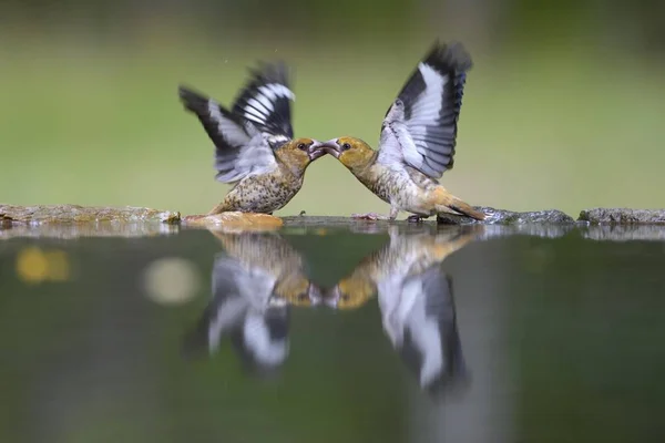 Hawfinch Coccothraustes Coccothraustes Combattendo Giovani Uccelli Bagno Degli Uccelli Con — Foto Stock