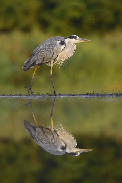 Grey Heron Ardea Cinerea Reflection Kiskunsag National Park Hungary Europe — стокове фото
