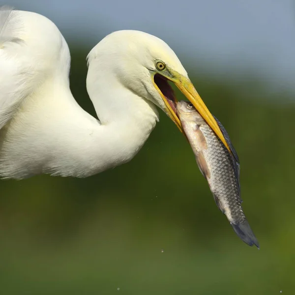 Velký Egret Pták Chycený Přírodě — Stock fotografie
