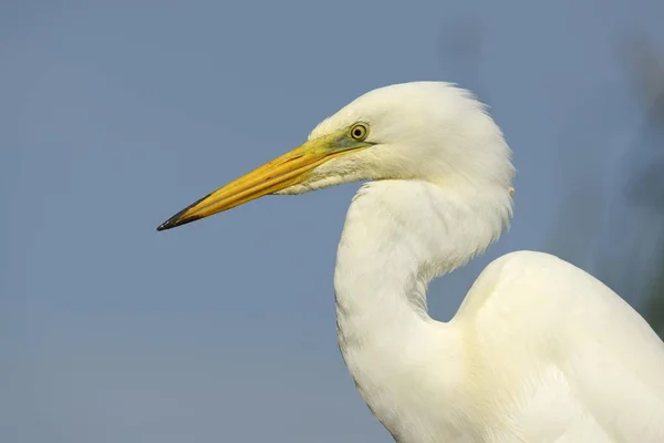 Stor Egret Fågel Fångas Naturen — Stockfoto