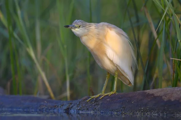 Landschap Van Prachtige Reiger Vogel Natuurlijke Habitat — Stockfoto