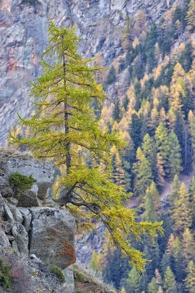 Een Solitaire Boog Larix Decidua Een Rots Nationaal Park Gran — Stockfoto