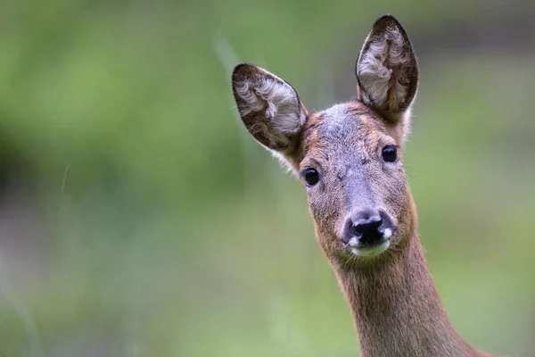 European Roe Deer Capreolus Capreolus Doe Stubai Valley Tyrol Austria — Stock Photo, Image