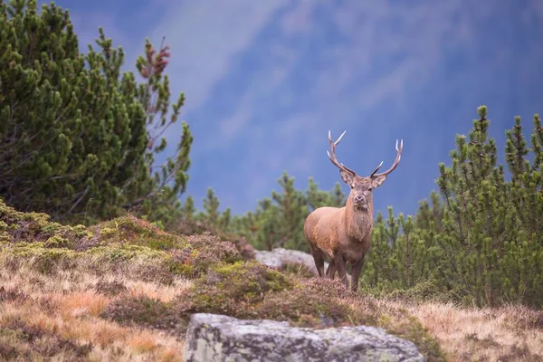 Red Deer Cervus Elaphus Mountain Stag Stubai Valley Tyrol Austria — 图库照片