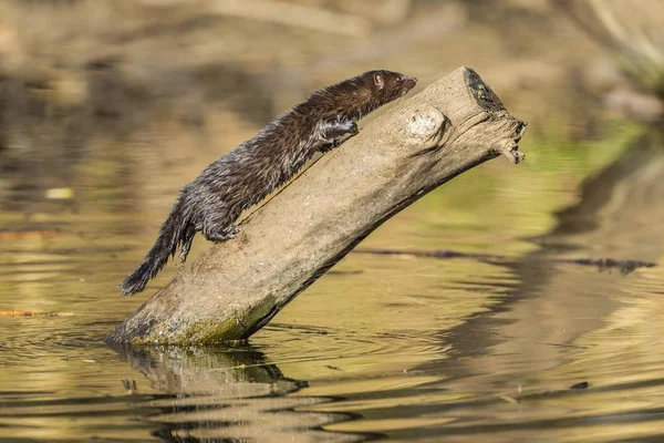 American Mink Neovison Vison Tree Trunk Masuria Poland Europe — Stock Photo, Image