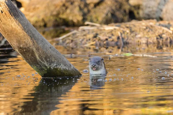 European Otter Lutra Lutra Water Podlaskie Province Poland Europe — Stock Photo, Image